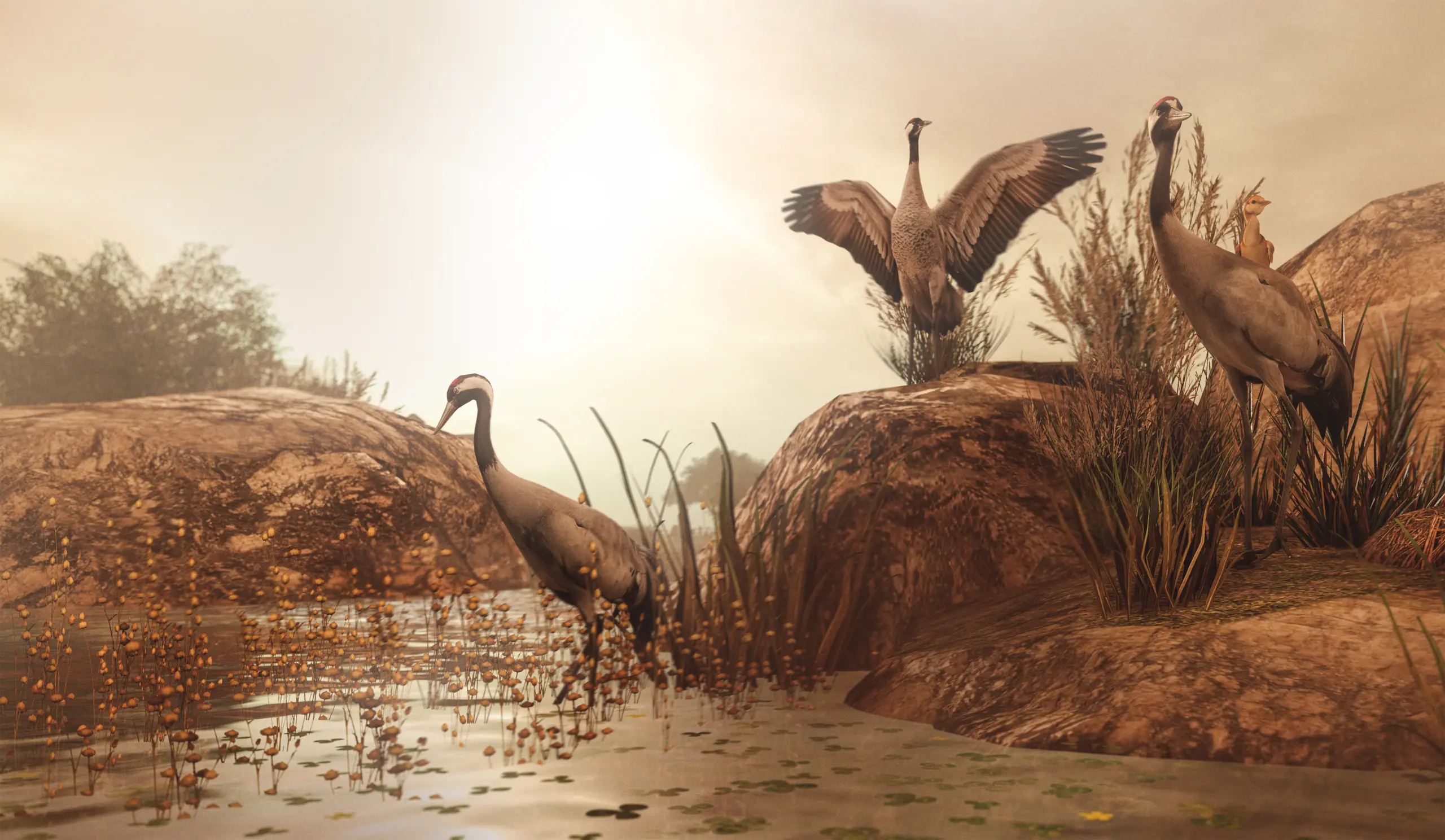 Cranes gathering among warm rocks and reeds at Pususaari