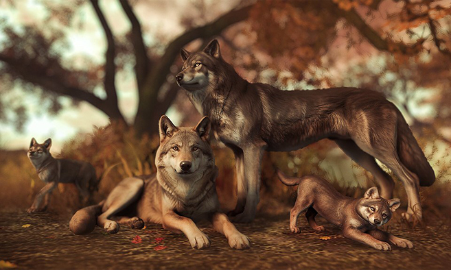 A wild wolf pack gathered in the autumn woods of Pususaari